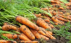 Carrot Production Project - Image 1