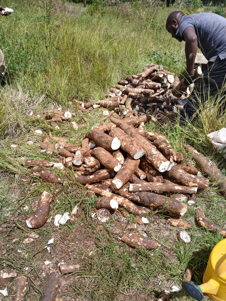 Cassava Farming Initiative - Image 1