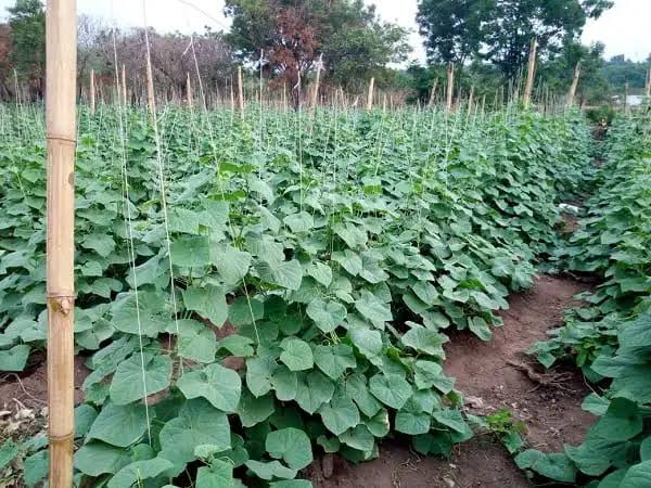 Cucumber Farming Project - Image 1