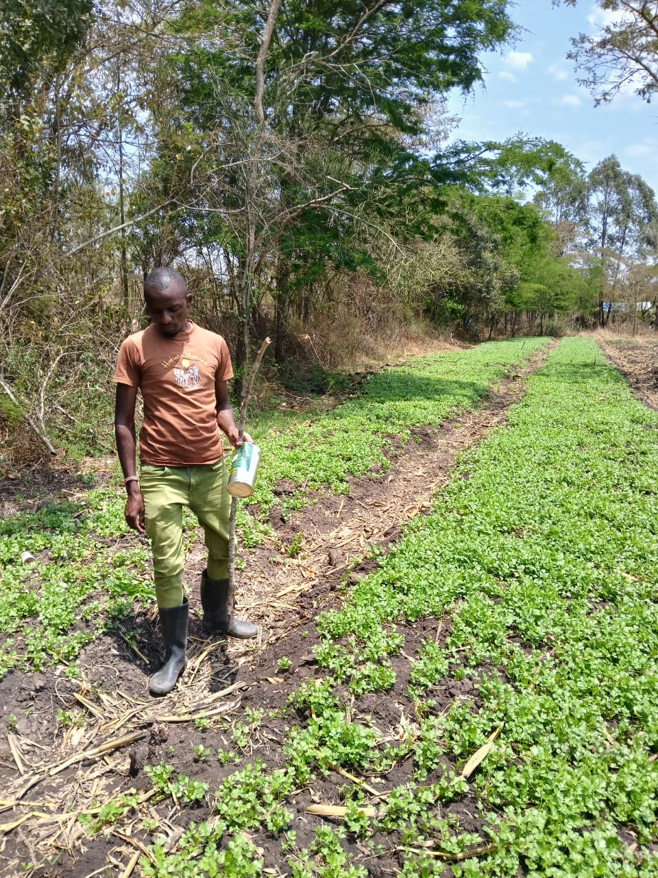 Dania (Coriander) Cultivation - Image 1