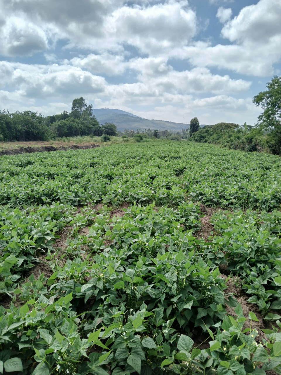French Beans Production - Image 1