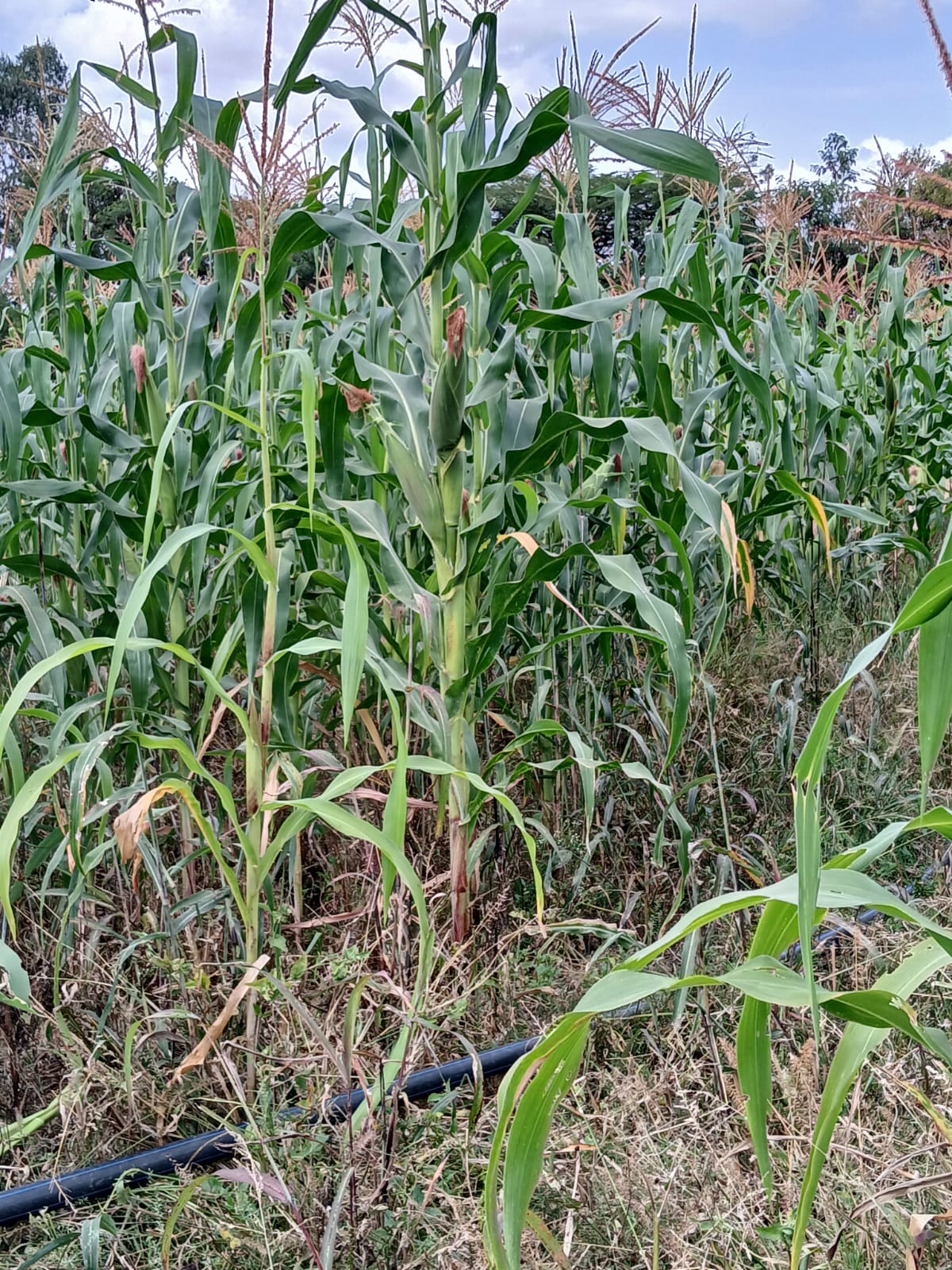 Maize Production - Image 1