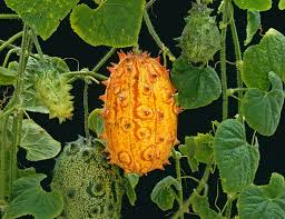 Thorn Melon (Kiwano) Cultivation - Image 1